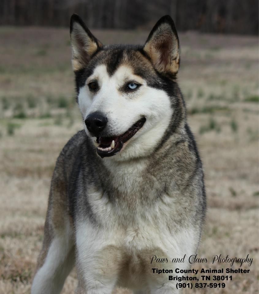 huskyfoster2_zps237c26cb.jpg