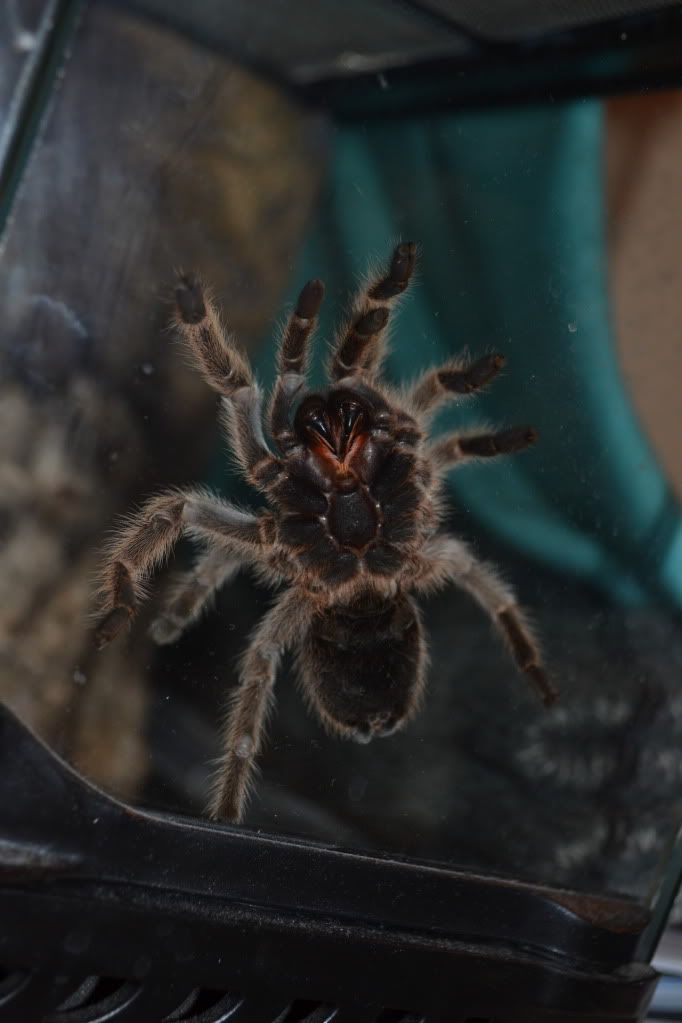 Spiders for Sale Reptile Forums