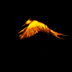 Foto bij O62 - Hoofdstuk 6O