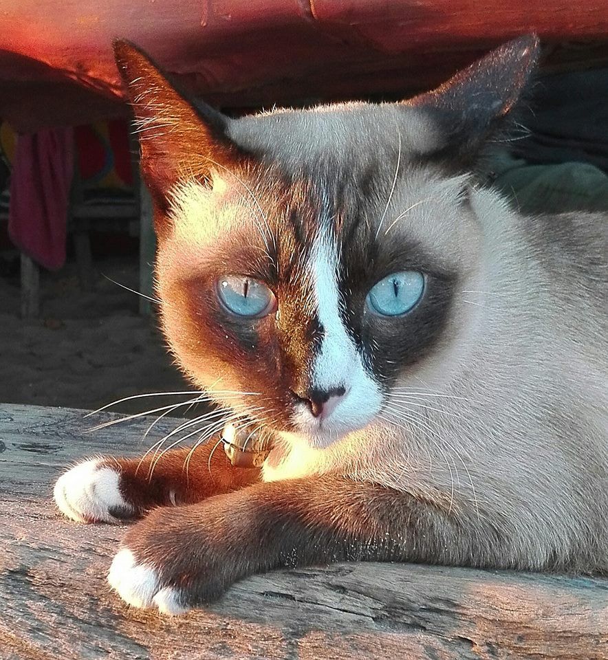 Beautiful%20Blue%20Eyes_zps3j7emfeb.jpg