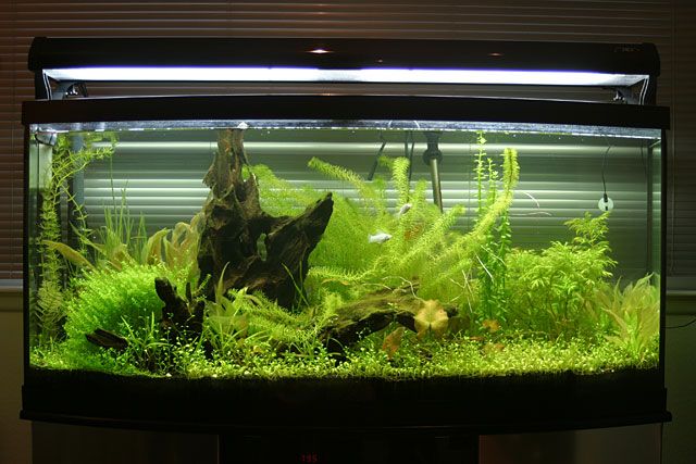 Anyone into aquarium keeping?