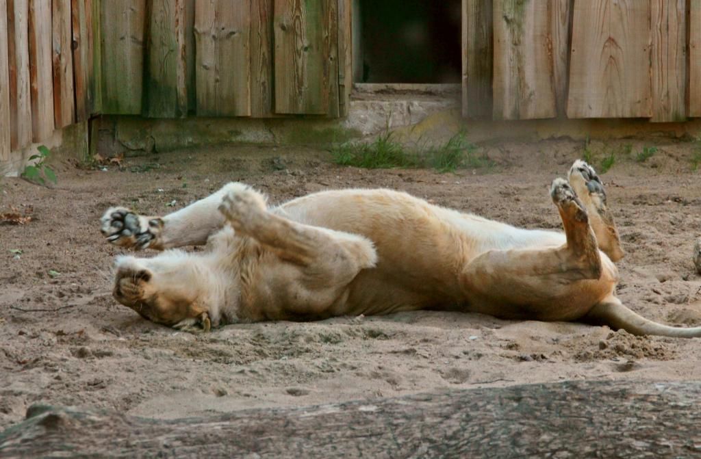  photo IMG_4385_zpsd9708a09.jpg