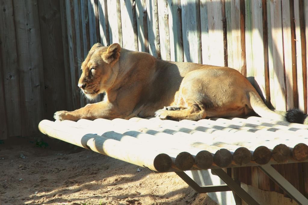  photo IMG_4387_zps4adb6193.jpg