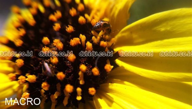  photo iPhone_Macro_Lens_zps0d7829cb.jpg