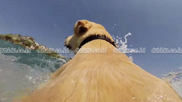  photo 3035295-inline-i-2-splash-dog_zpsa56a7c19.jpg