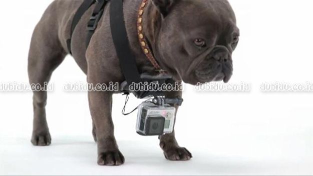  photo GoPro-Creates-Pet-Harness-to-Let-Owners-Capture-Their-Dog-s-Point-of-View_zpsc3efbfdd.jpg