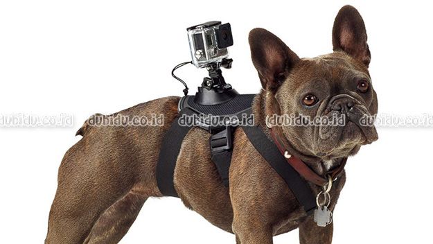  photo ht_gopro_fetch_harness_2_jc_140826_16x9_992_zps67f01954.jpg