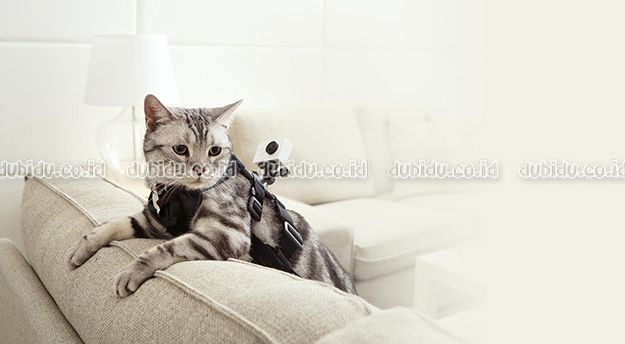  photo 61pbpUYcmdL._SL1200__zpso5ujm0od.jpg