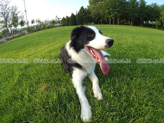  photo 81w-NklniPL._SL1320__zpsjhjbly9g.jpg