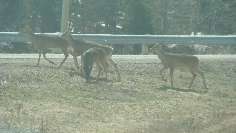 whitetail%20deer%20herd%201_zpswwljw5kr.