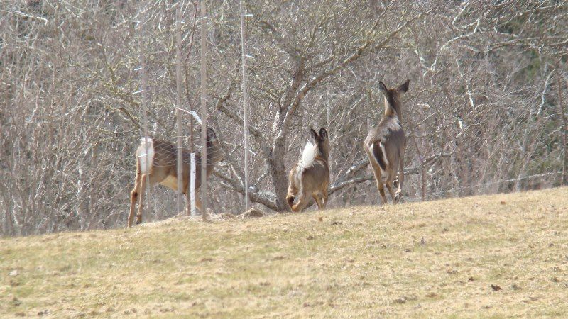 whitetail%20deer%20herd%202_zpsmgiyxqnr.