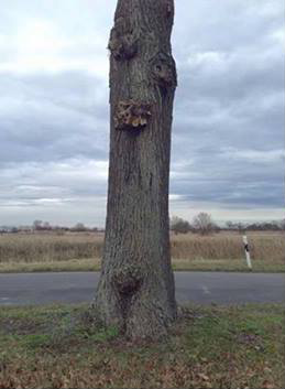 unversehrter Baum