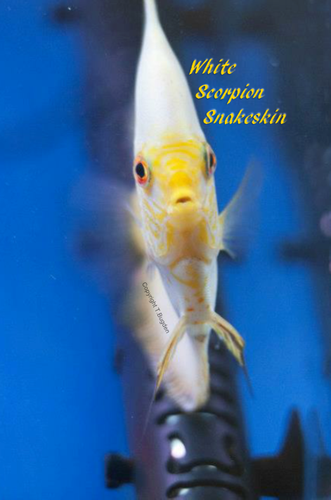Whitescorpionsnakeskin.png