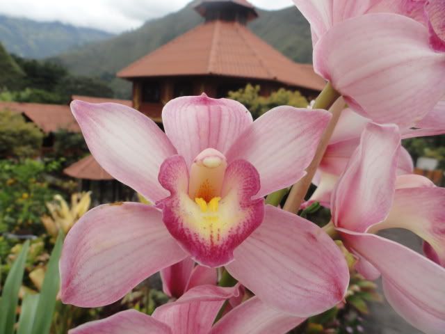 Jardines de Chamana
