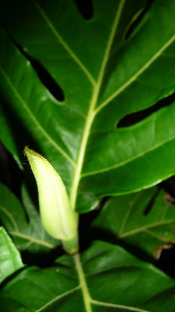 Xác định dùm cây Sa Kê